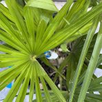 Palma konopná (Trachycarpus fortunei) - výška 60-80 cm, výška kmeňa 10-15 cm, kont. C10L (-17°C)