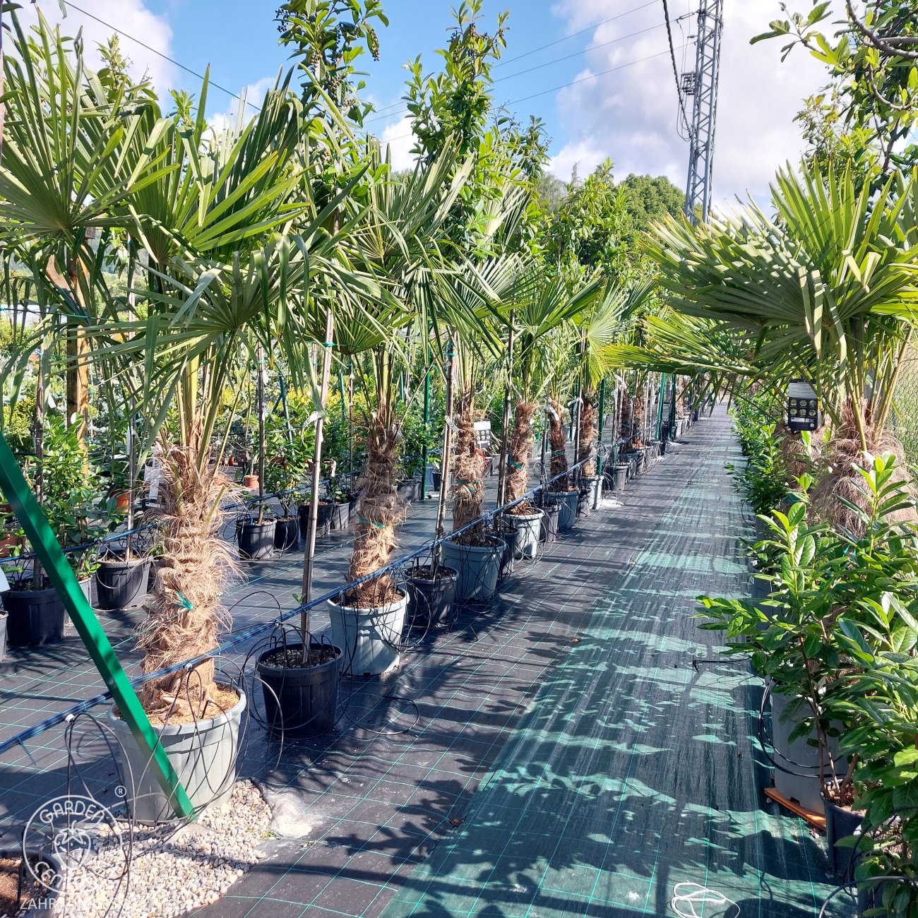 Obrázok Palma konopná (Trachycarpus fortunei) - výška kmeňa 80-90 cm, celková výška 160-180 cm (-17°C)