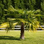 Palma konopná (Trachycarpus fortunei) - výška kmeňa 50-60 cm, celková výška 140-160 cm, kont. C55L (-17°C)
