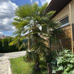 Palma konopná (Trachycarpus fortunei) - výška 20-30 cm, kont. C3L ( -17°C)