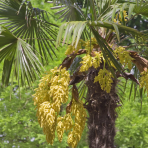 Palma konopná (Trachycarpus fortunei) - výška kmeňa 80-90 cm, celková výška 180-220 cm, kont. C70L (-17°C)
