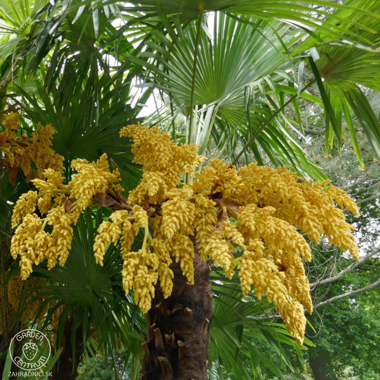 Obrázok Palma konopná (Trachycarpus fortunei) - výška kmeňa 80-90 cm, celková výška 160-180 cm (-17°C)