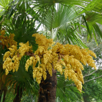 Palma konopná (Trachycarpus fortunei) - výška kmeňa 80-90 cm, celková výška 160-180 cm (-17°C)