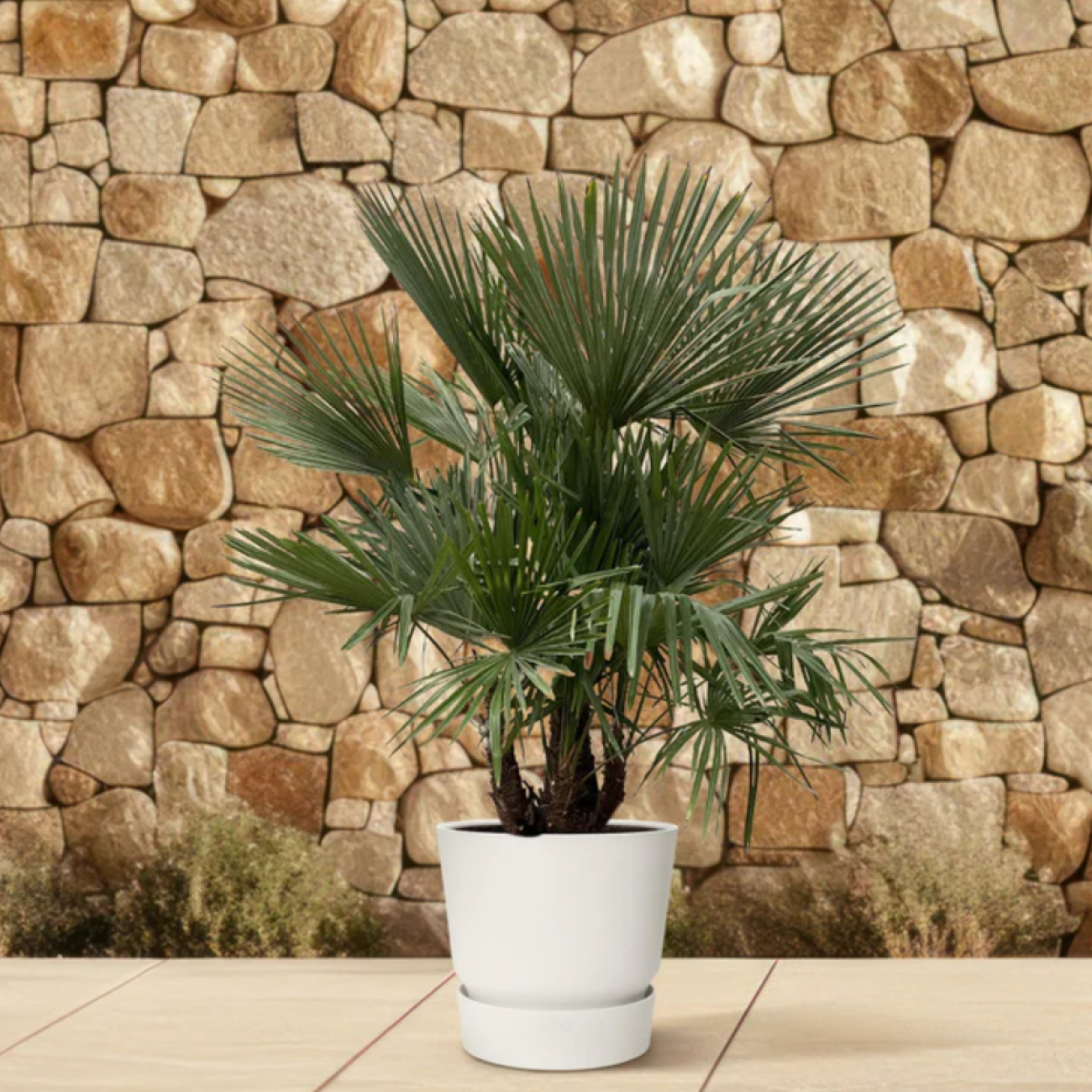 Obrázok Palma konopná (Trachycarpus fortunei) - výška kmeňa 10-20 cm, celková výška 60-90 cm - 3-4 palmy v jednom kvetináči, kont. C20L (-17°C)