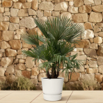 Palma konopná (Trachycarpus fortunei) - výška kmeňa 10-20 cm, celková výška 60-90 cm - 3-4 palmy v jednom kvetináči, kont. C20L (-17°C)