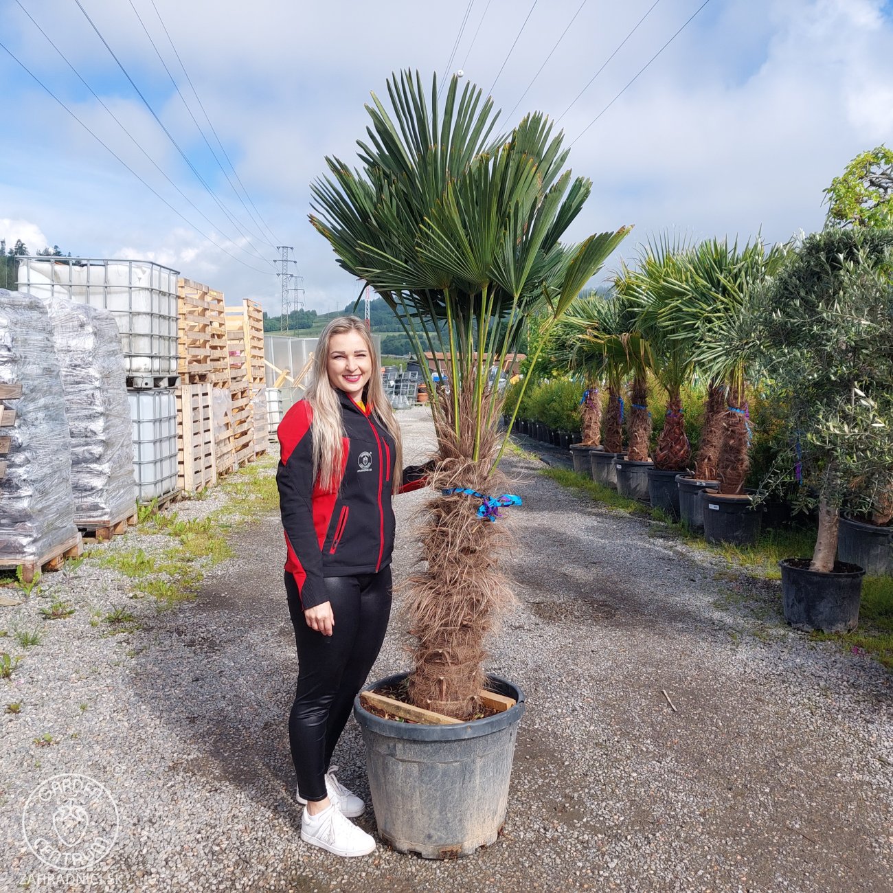 Obrázok Palma konopná (Trachycarpus wagnerianus) – celková výška 150-180 cm, výška kmeňa 80-90 cm, kont. C55L (-19°C)