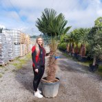 Palma konopná (Trachycarpus wagnerianus) – celková výška 150-180 cm, výška kmeňa 80-90 cm, kont. C55L (-19°C)