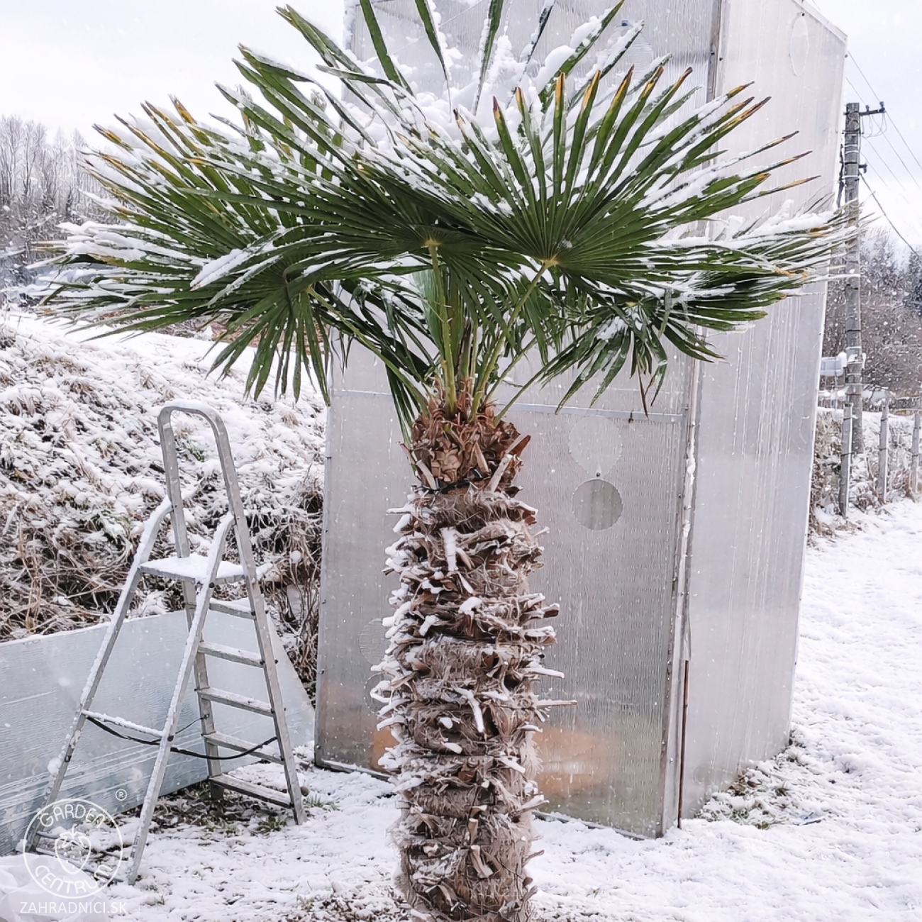 Obrázok Palma konopná (Trachycarpus fortunei) - výška kmeňa 100-110 cm, výška 220-240 cm, kont. C45L (-17°C)