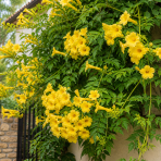 Trúbkovec koreňujúci (Campsis radicans) ´FLAVA´ - výška 60-90 cm, kont. C1.5L