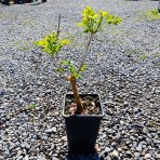 Trúbkovec koreňujúci (Campsis radicans) ´FLAVA´ - výška 60-90 cm, kont. C1.5L