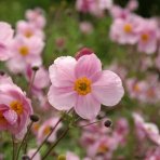 Veternica hupehenská (Anemone hupehensis) 'SERENADE' - kont. P9