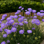 Hlaváč fialový (Scabiosa columbaria) 'BLUE NOTE' - kont. P12