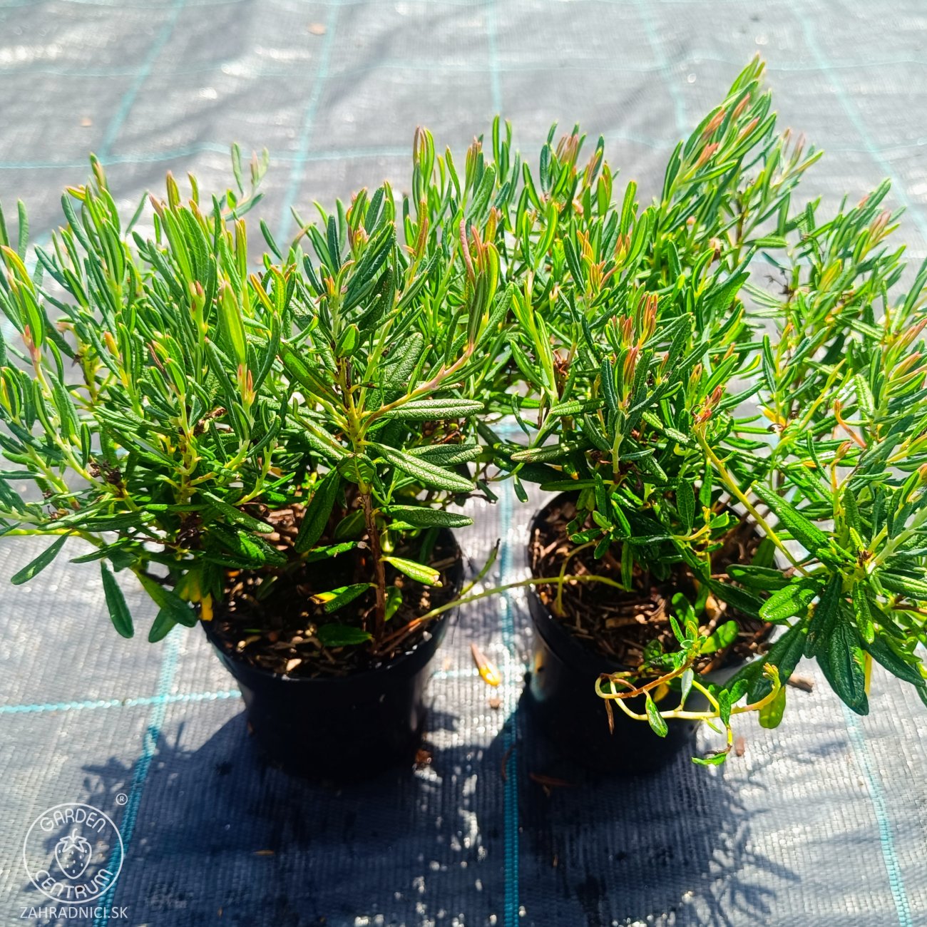 Obrázok Androméda sivolistá (Andromeda polifolia) ‘COMPACTA’ - kont.P9/P11