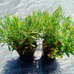 Androméda sivolistá (Andromeda polifolia) ‘COMPACTA’ - kont.P9/P11