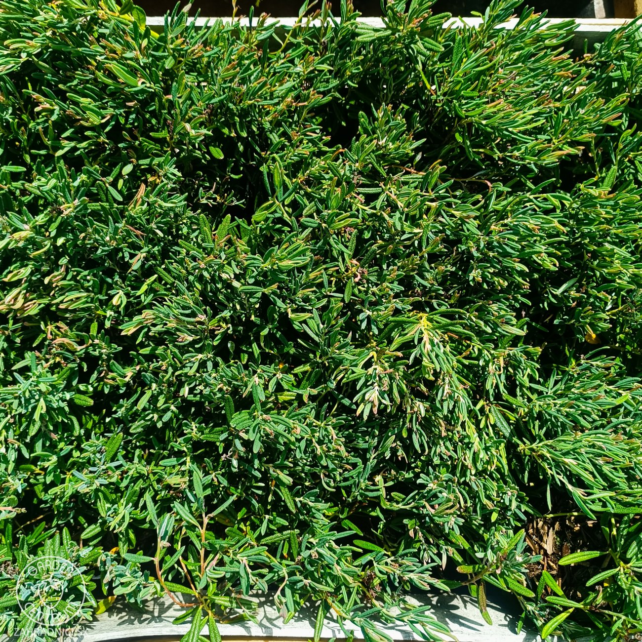 Obrázok Androméda sivolistá (Andromeda polifolia) ‘COMPACTA’ - kont.P9/P11