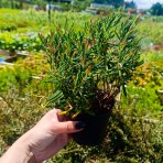 Androméda sivolistá (Andromeda polifolia) ‘COMPACTA’ - kont.P9/P11