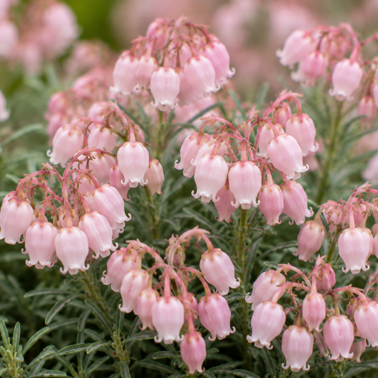 Obrázok Androméda sivolistá (Andromeda polifolia) ‘COMPACTA’ - kont.P9/P11