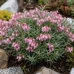 Androméda sivolistá (Andromeda polifolia) ‘COMPACTA’ - kont.P9/P11