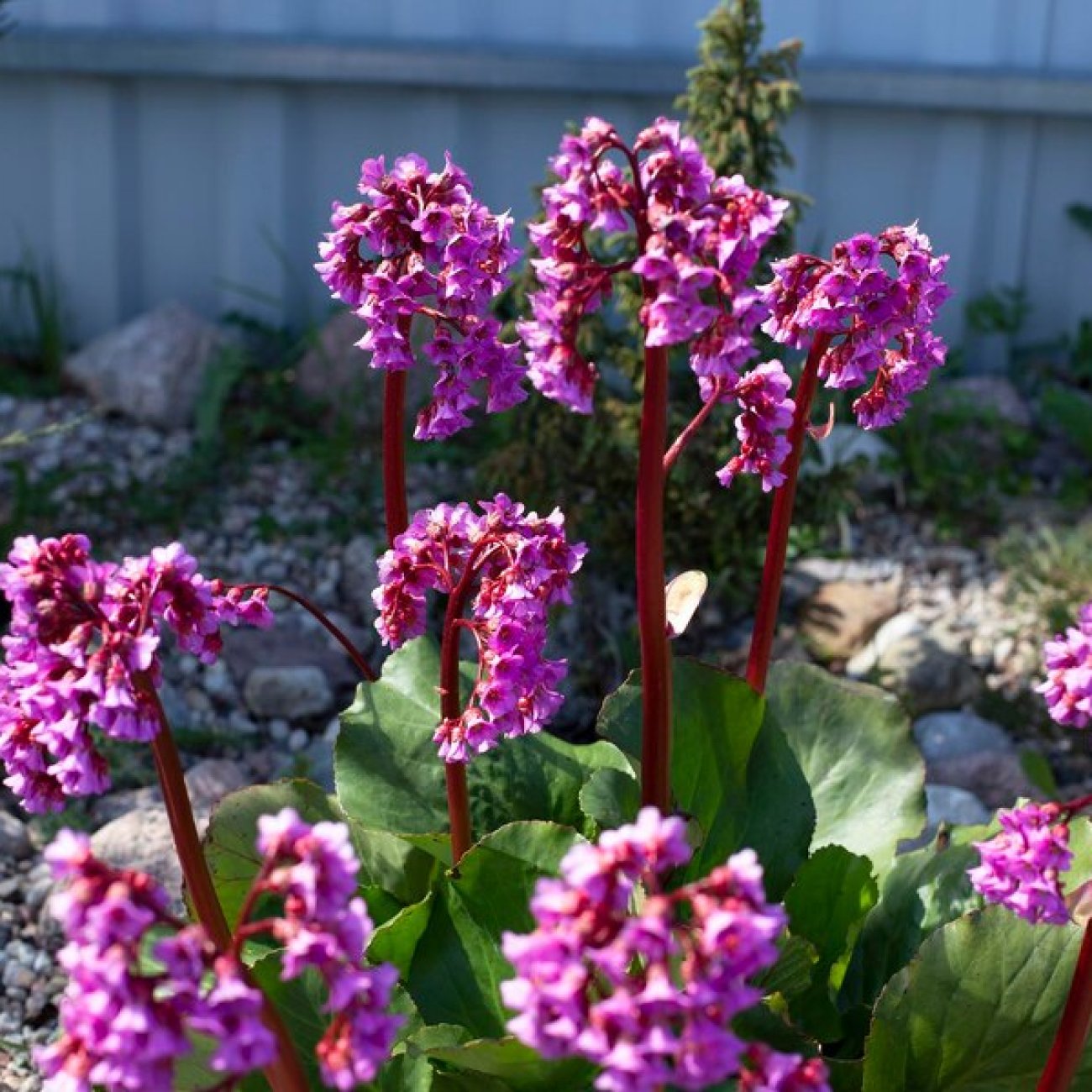 Obrázok Bergénia srdcovitolistá (Bergenia cordifolia) ´ROTBLUM´ - kont. P9