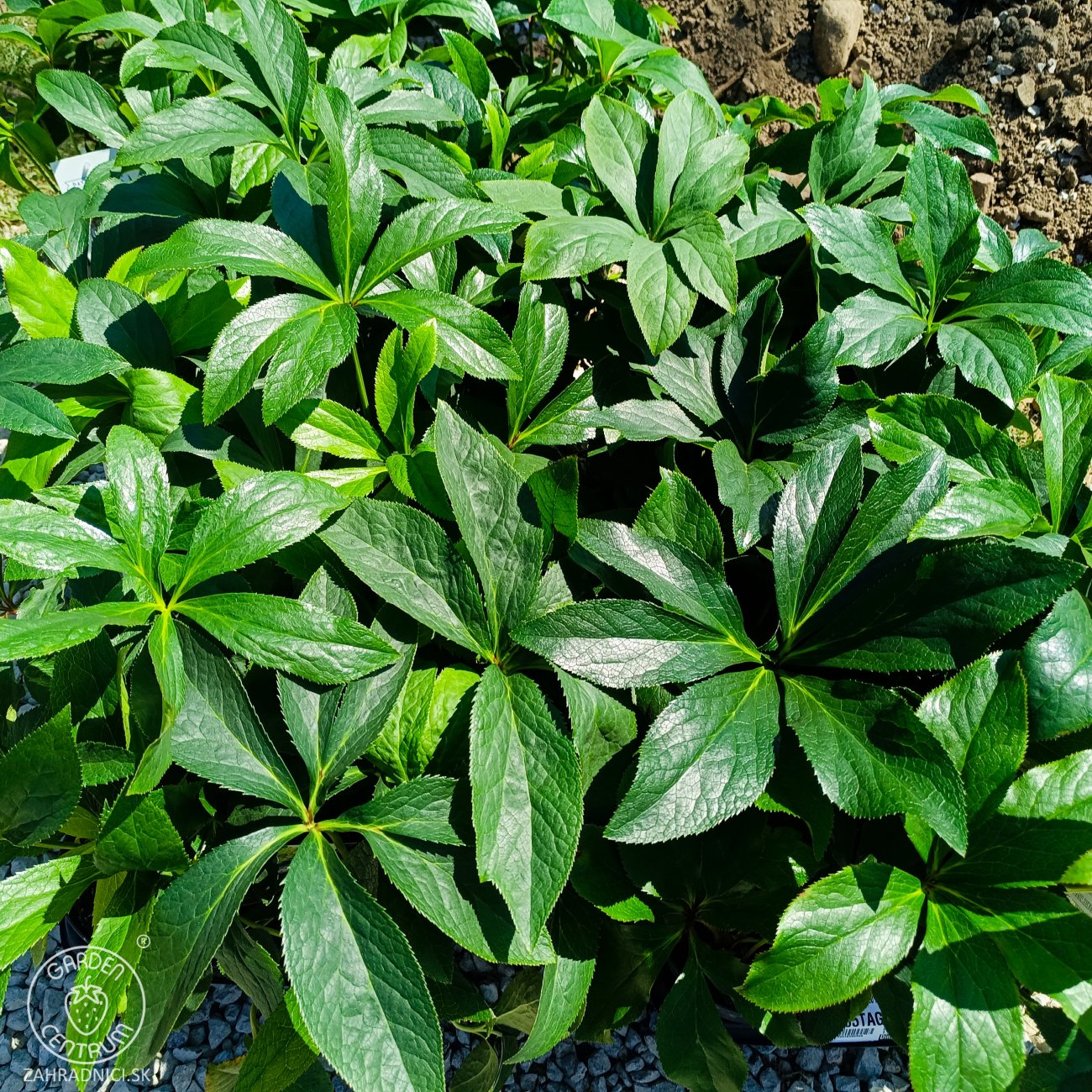 Obrázok Čemerica východná (Helleborus orientalis) 'HALCYON EARLY DARK RED' - kont. C2L