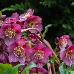 Čemerica východná (Helleborus orientalis) 'HALCYON EARLY DARK RED' - kont. C2L