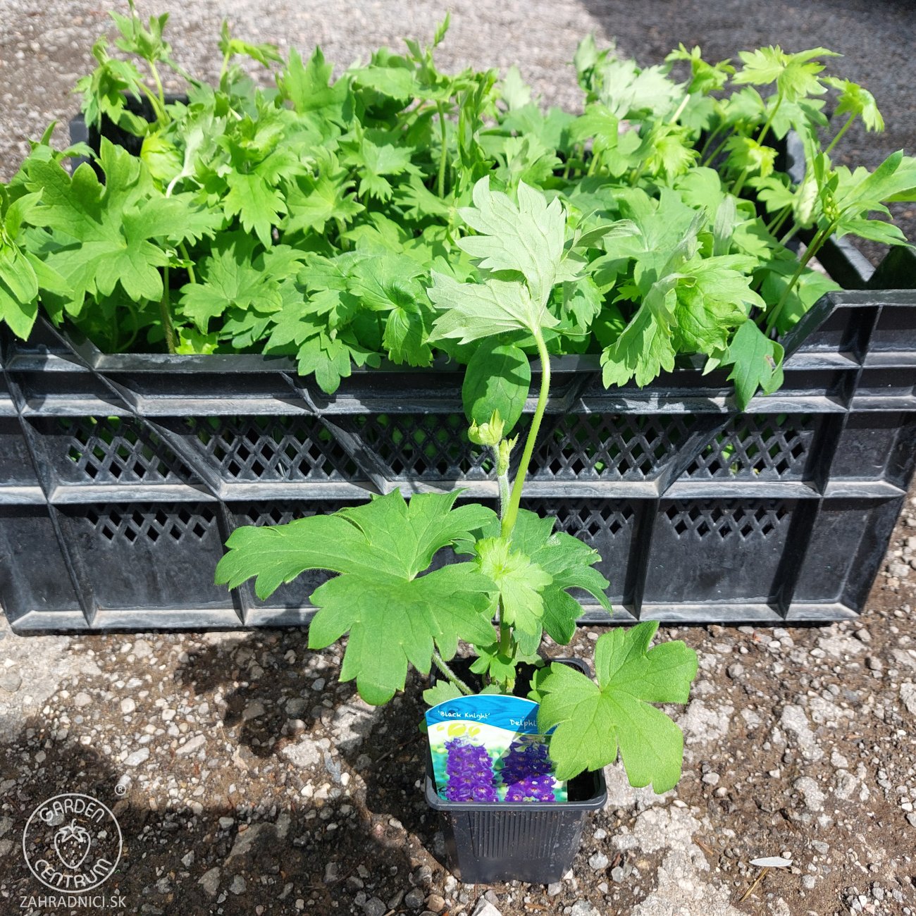 Obrázok Stračonôžka (Delphinium) ´BLACK KNIGHT´- kont. P9