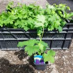 Stračonôžka (Delphinium) ´BLACK KNIGHT´- kont. P9
