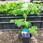Stračonôžka (Delphinium) ´BLACK KNIGHT´- kont. P9