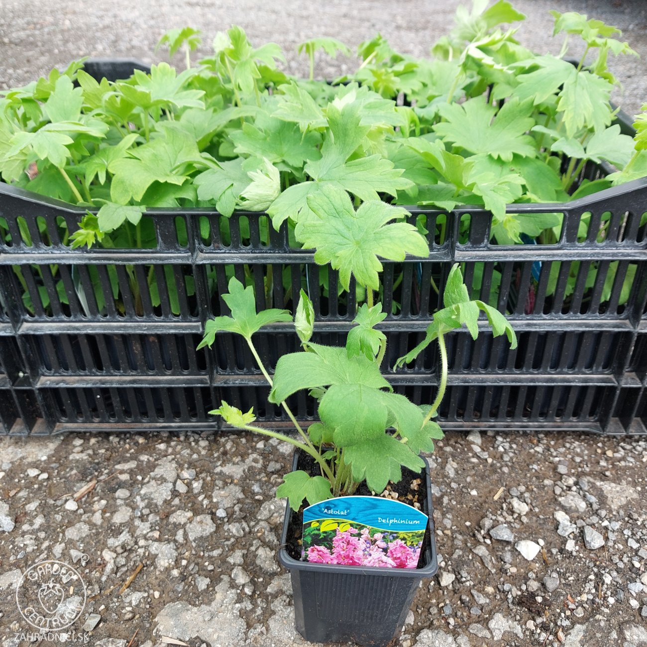 Obrázok Stračonôžka (Delphinium) 'Astolat' - P9