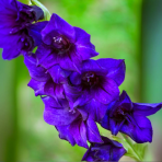 Stračonôžka (Delphinium) ´BLACK KNIGHT´- kont. P9