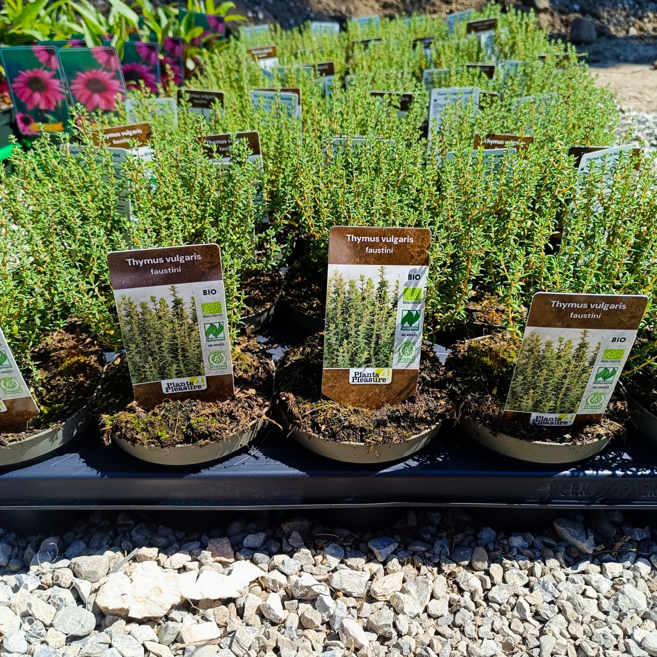 Obrázok Dúška tymianová (Thymus Vulgaris) - kont. P9/P11