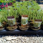 Dúška tymianová (Thymus Vulgaris) - kont. P9/P11