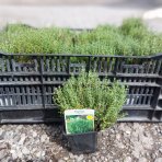 Dúška tymianová (Thymus Vulgaris) - kont. P9/P11