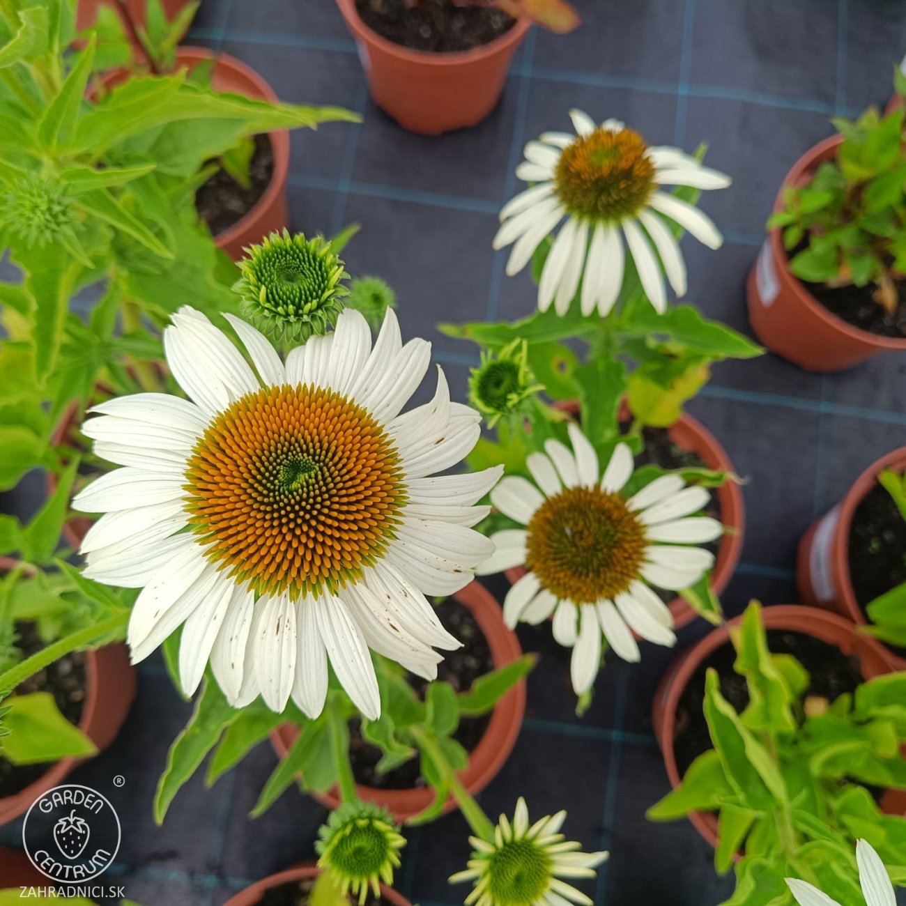 Obrázok Echinacea purpurová (Echinacea pupurea) ´FEELING WHITE´® - kont. C2L