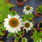 Echinacea purpurová (Echinacea pupurea) ´FEELING WHITE´® - kont. C2L