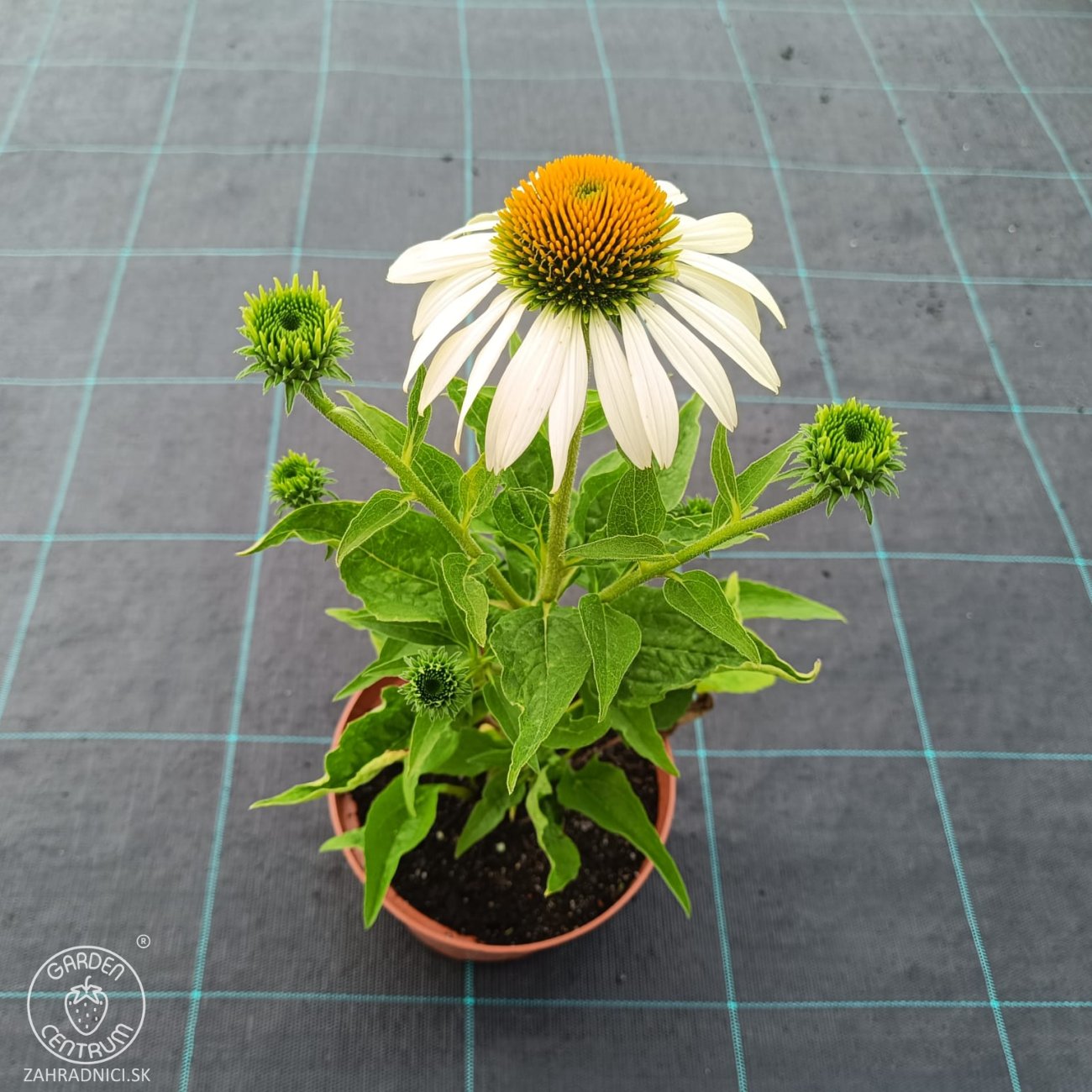 Obrázok Echinacea purpurová (Echinacea pupurea) ´FEELING WHITE´® - kont. C2L