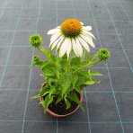 Echinacea purpurová (Echinacea pupurea) ´FEELING WHITE´® - kont. C2L