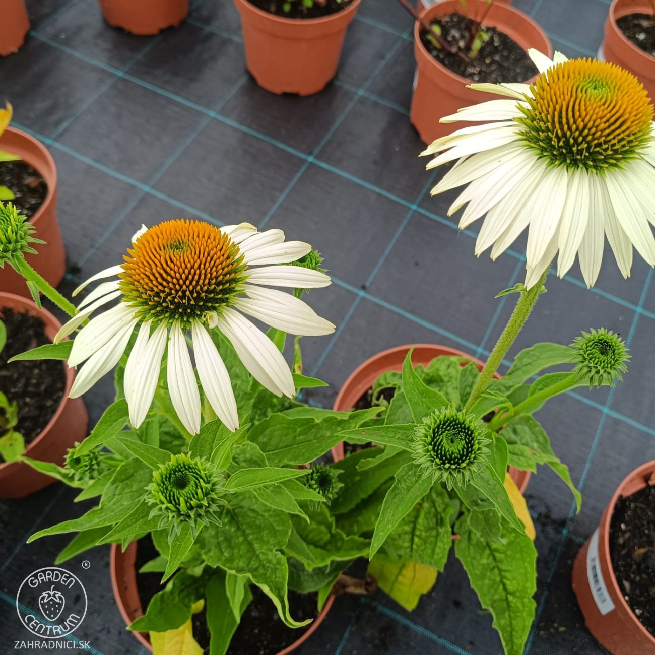 Obrázok Echinacea purpurová (Echinacea pupurea) ´FEELING WHITE´® - kont. C2L