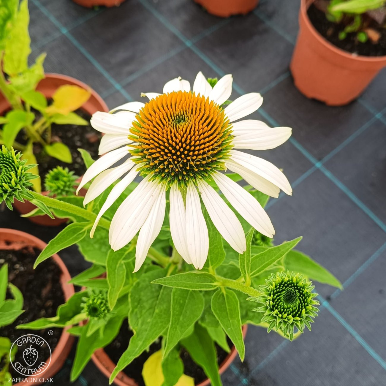 Obrázok Echinacea purpurová (Echinacea pupurea) ´FEELING WHITE´® - kont. C2L