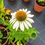 Echinacea purpurová (Echinacea pupurea) ´FEELING WHITE´® - kont. C2L
