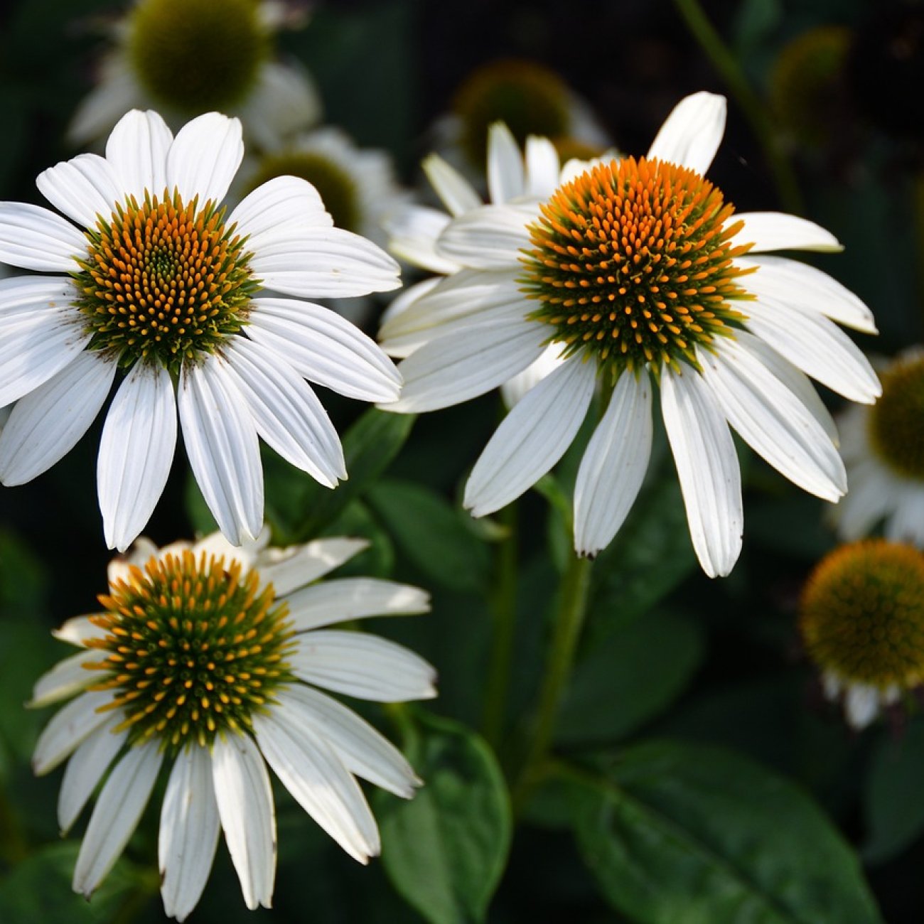Obrázok Echinacea purpurová (Echinacea pupurea) ´FEELING WHITE´® - kont. C2L