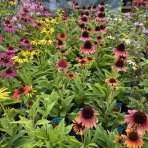 Echinacea purpurová (Echinacea pupurea) ´FEELING WHITE´® - kont. C2L