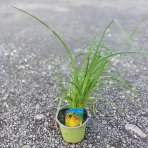 Fakľovka (Kniphofia) ´ICE QUEEN´- kont. C1L