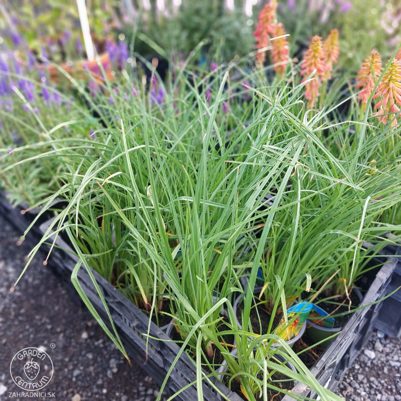 Obrázok Fakľovka (Kniphofia) ´ICE QUEEN´- kont. C1L