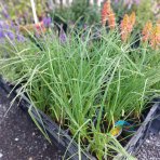 Fakľovka (Kniphofia) ´ICE QUEEN´- kont. C1L