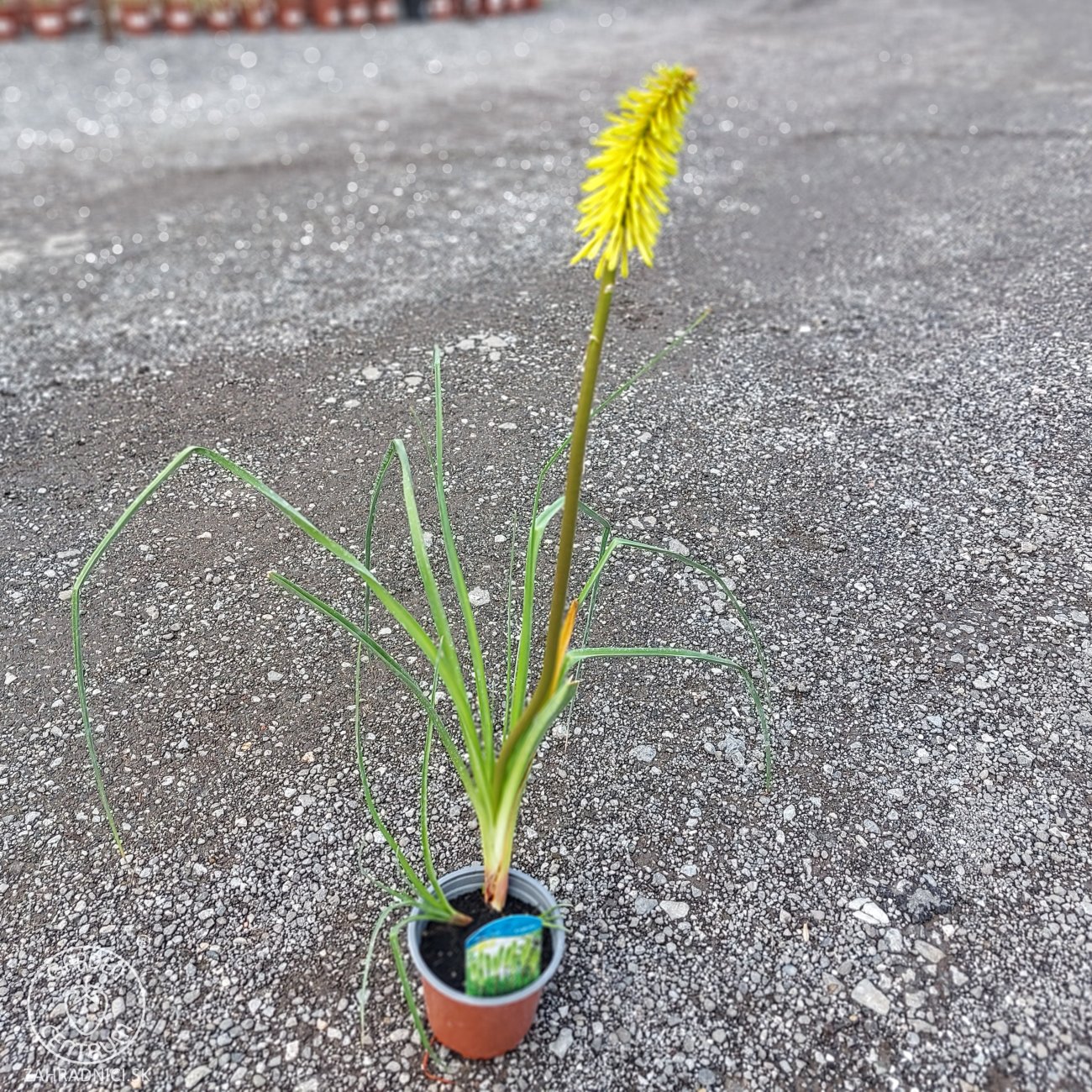 Obrázok Fakľovka (Kniphofia) ´ICE QUEEN´- kont. C1L