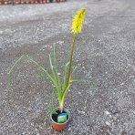 Fakľovka (Kniphofia) ´ICE QUEEN´- kont. C1L