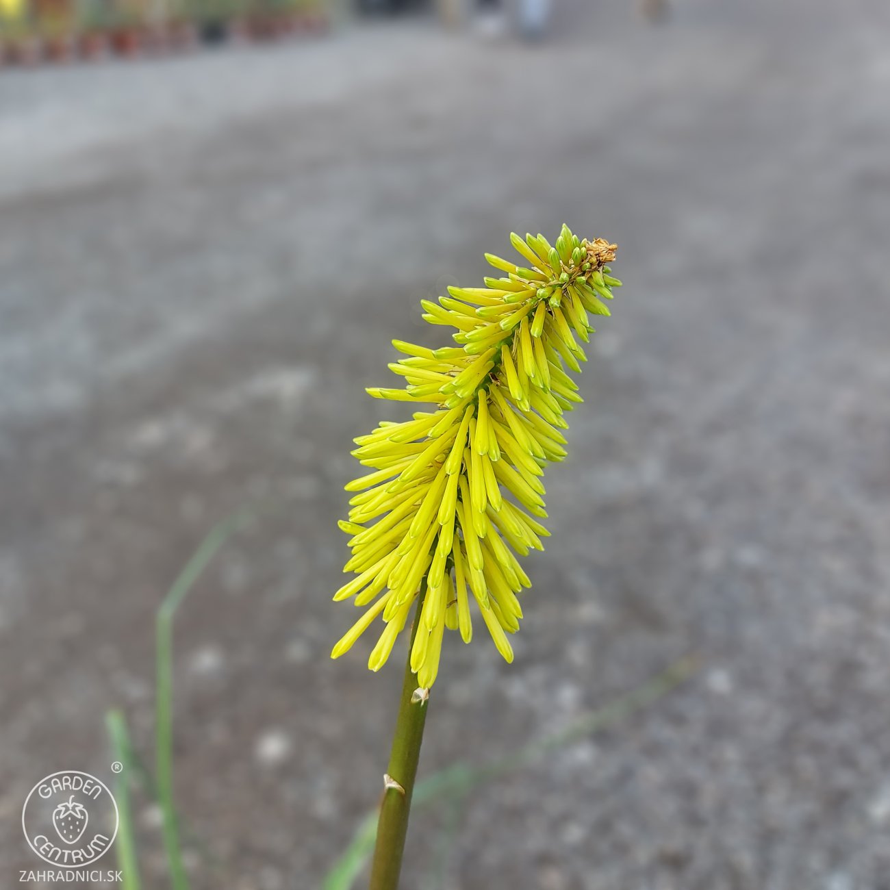 Obrázok Fakľovka (Kniphofia) ´ICE QUEEN´- kont. C1L