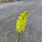 Fakľovka (Kniphofia) ´ICE QUEEN´- kont. C1L