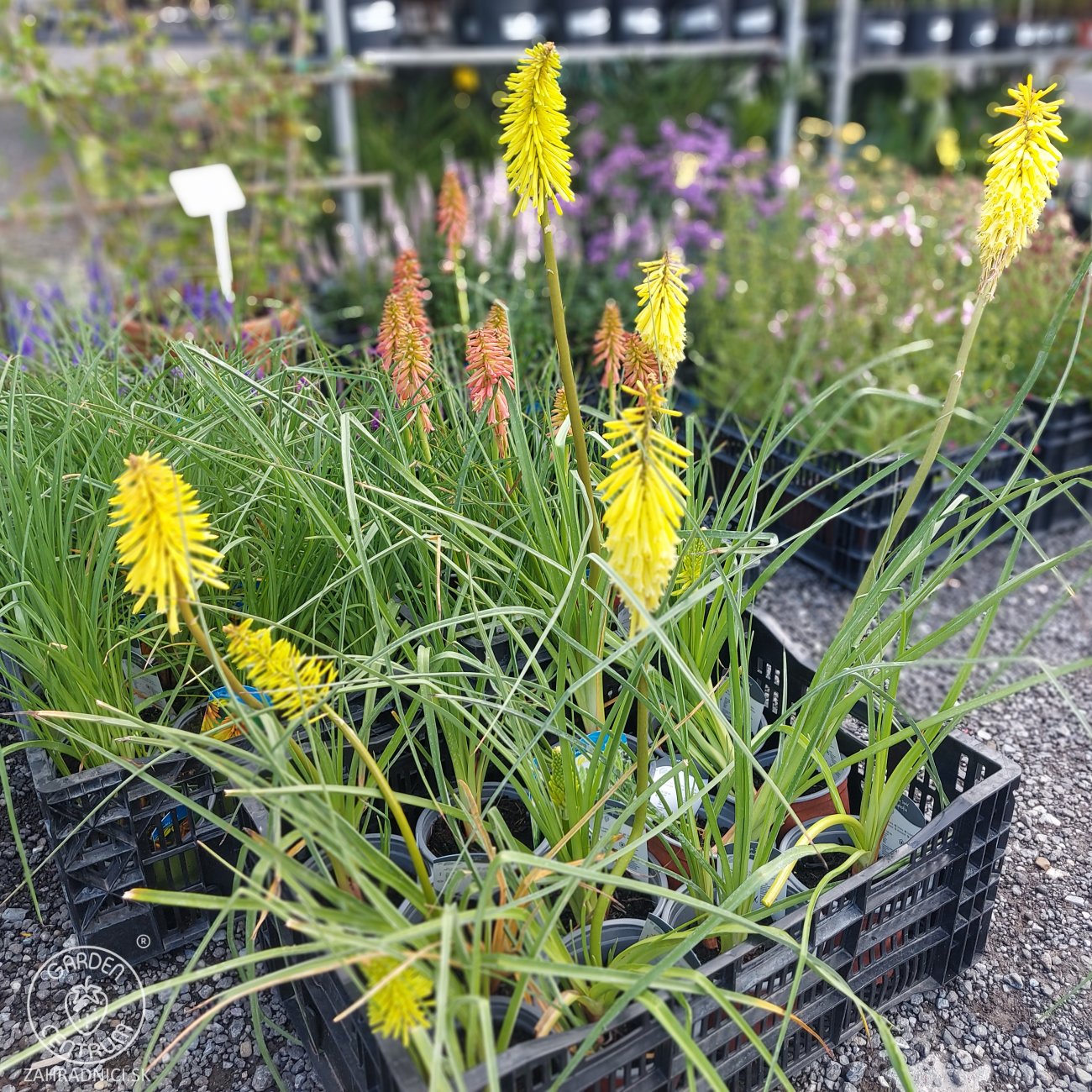 Obrázok Fakľovka (Kniphofia) ´LITTLE MAID´ - kont. C1L